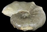 Triassic Ammonite (Ceratites Praenodosus) - Germany #131935-1